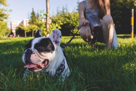 How to Potty Training a Puppy: From Start To Finish