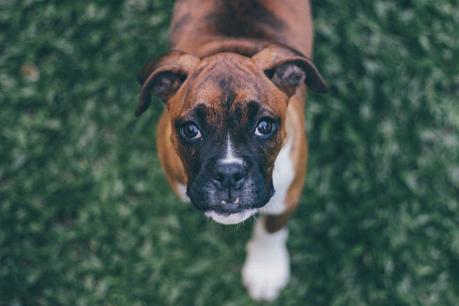 How to Potty Training a Puppy: From Start To Finish