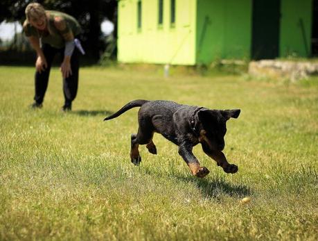 How to Potty Training a Puppy: From Start To Finish