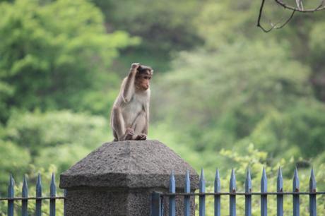 DAILY PHOTO: Elephanta Macaques