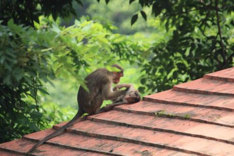 DAILY PHOTO: Elephanta Macaques