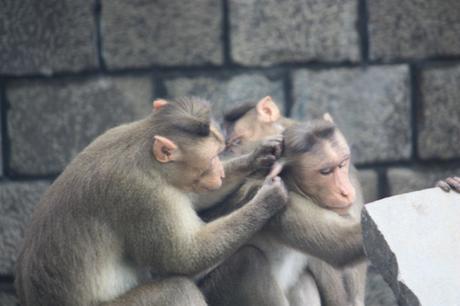 DAILY PHOTO: Elephanta Macaques