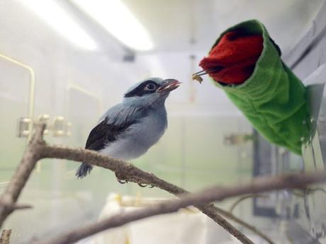 puppetry ~ feeding a Javan green Magpie