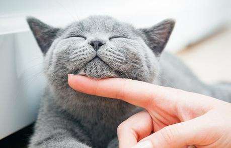 20 ways cats show love and affection | Do you love me?