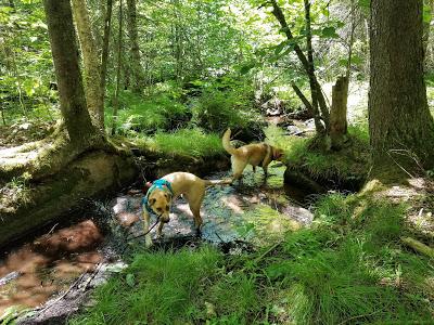 Hiking With Two Dogs