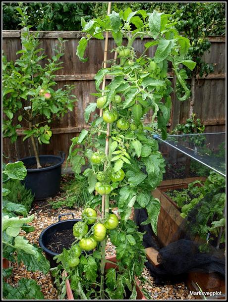 Tomato-growing techniques