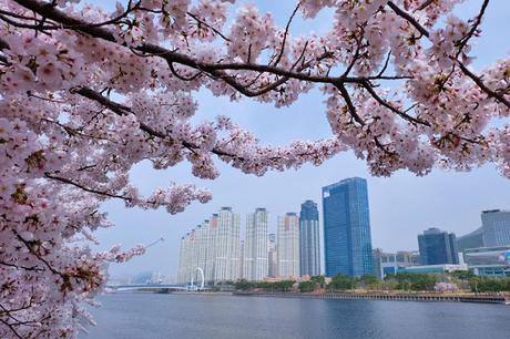 Cherry Blossom Binge Continues in Busan