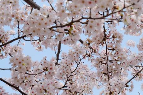 Cherry Blossom Binge Continues in Busan