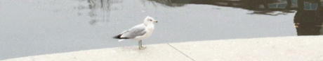 A Collection of Cinemagraphs – Collections A Collection of Cinemagraphs – Collections