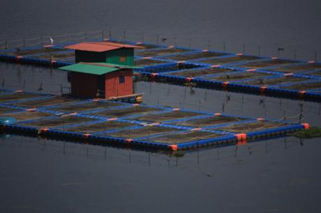 DAILY PHOTO: Scenes from Loktak Lake