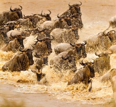 THE GREAT WILDEBEEST MIGRATION, Tanzania, Africa, Guest Post by Owen Floody