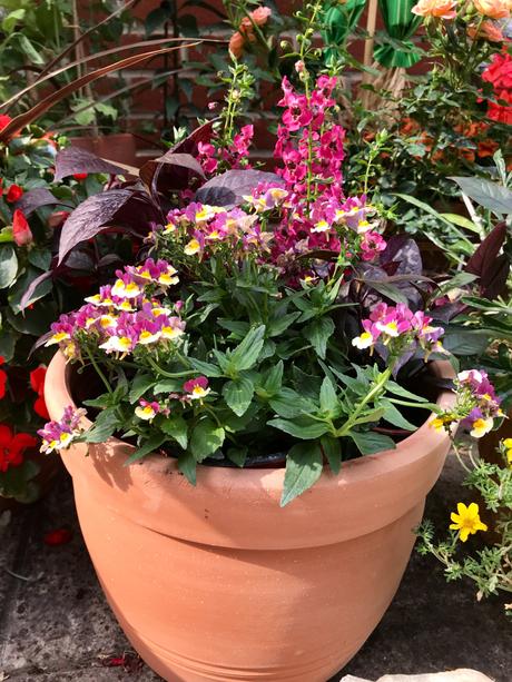 A Late Comer to the Party – A New Patio Container