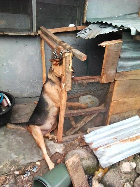 See How Angry Armed Robbers Tied a Dog For Barking As They Tried Robbering (Photos)