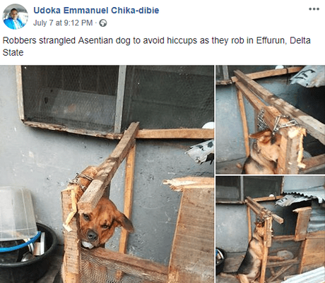 See How Angry Armed Robbers Tied a Dog For Barking As They Tried Robbering (Photos)