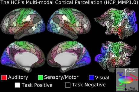 A fundamental advance in brain imaging techniques.