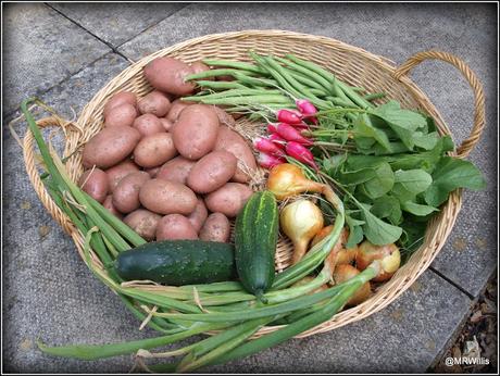 Harvesting potatoes and protecting Blackberries