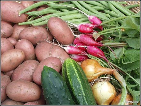 Harvesting potatoes and protecting Blackberries