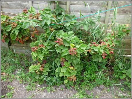 Harvesting potatoes and protecting Blackberries