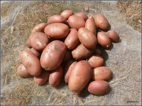 Harvesting potatoes and protecting Blackberries