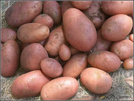Harvesting potatoes and protecting Blackberries