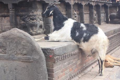 DAILY PHOTO: Puppies and Goats of Bhaktapur