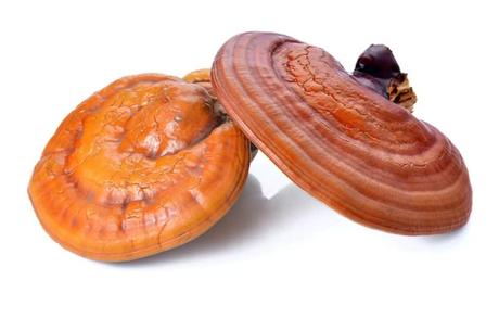 14 Secrets of the Reishi Mushroom