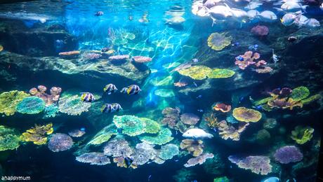 Aquarium adventures at Sea Life Bangkok