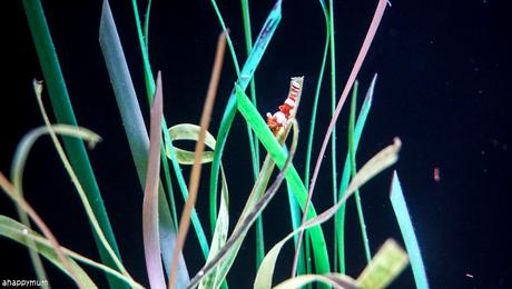 Aquarium adventures at Sea Life Bangkok