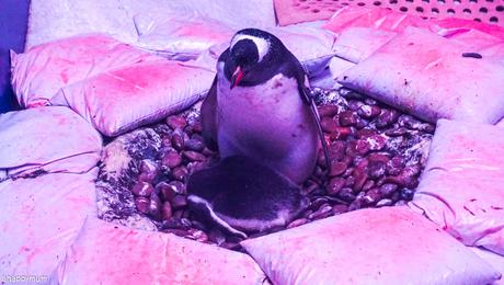 Aquarium adventures at Sea Life Bangkok