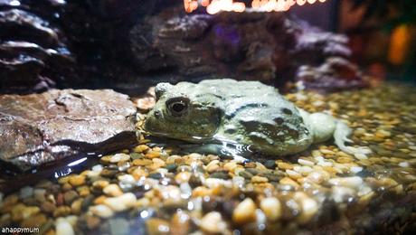 Aquarium adventures at Sea Life Bangkok