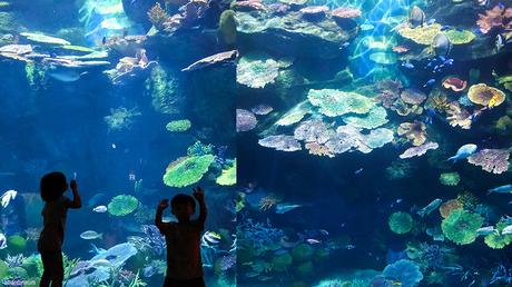 Aquarium adventures at Sea Life Bangkok