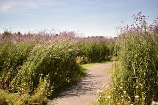 RHS Hampton Court Flower Show part 2 - the Show Gardens and more