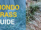 Complete Guide Mondo Grass