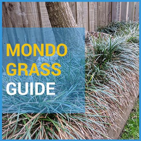 The Complete Guide To Mondo Grass