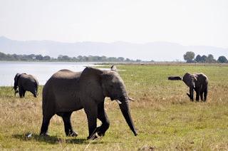 Adventures in Malawi: On Safari in Liwonde National Park