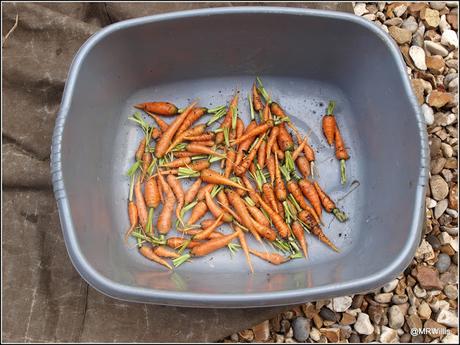 First harvest of carrots
