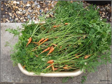 First harvest of carrots