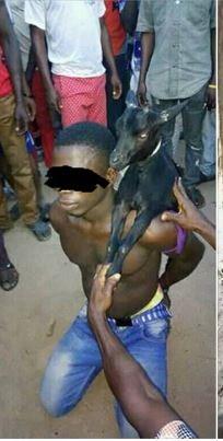 Two Young Men Disgraced, Paraded With Stolen Goats After Being Caught In Kogi (Photos)