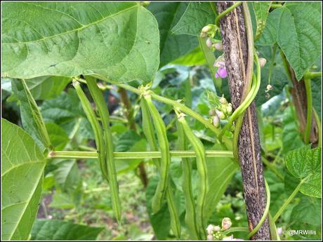 Beans, Bugs and Brassicas