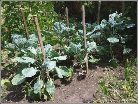 Beans, Bugs and Brassicas