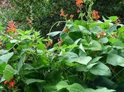 Beans, Bugs Brassicas