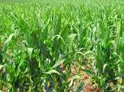 July 16th Is... (Includes Printable Freebies)