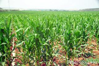 Image: Picture of a crop of Sweet Corn in Spain (c) FreeFoto.com. Photographer: Ian Britton