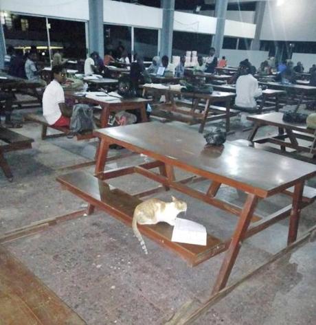 See Confusion As Cat Is Spotted Reading With Students At OAU’s Awo Hall (Photos)