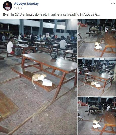 See Confusion As Cat Is Spotted Reading With Students At OAU’s Awo Hall (Photos)