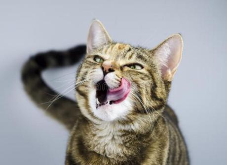 Why Does My Cat Licking Lips: Reasons and Symptoms?