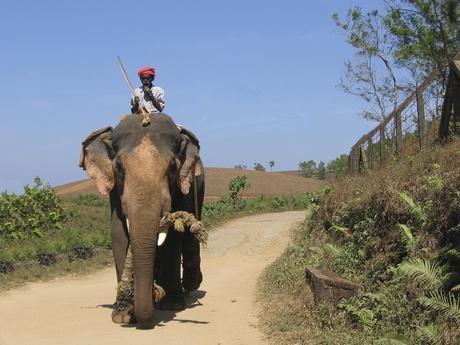 Elephant-rides-in-South-India