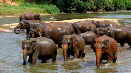 Elephant-bathing-in-Kodanad-south-India-kerala