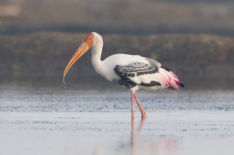 India: Paradise for bird lovers