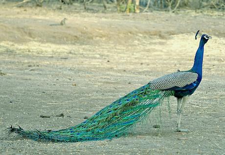 India: Paradise for bird lovers